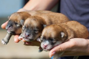 Pomeranian Dog Puppies