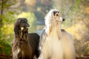 2 Afghan Hounds