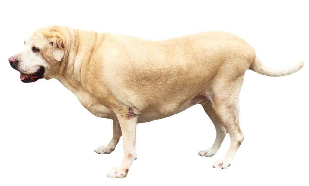 Labrador with Hip Dysplasia