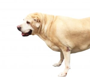 Labrador with Hip Dysplasia