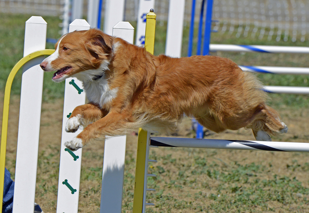 Nova scotia duck sales tolling retriever training