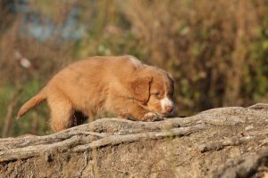 nova scotia duck tolling retriever puppy