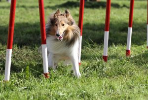 Sheltie dog at agility classes