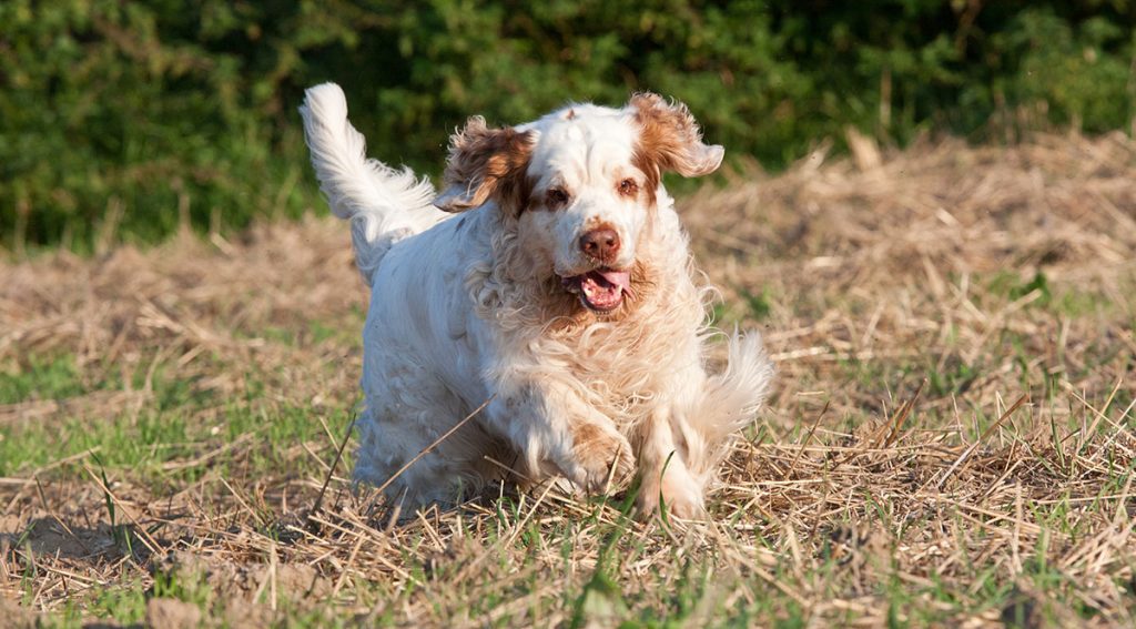 clumber spaniel running