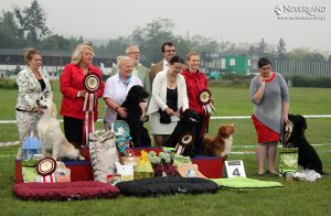 sopot retriever show poland