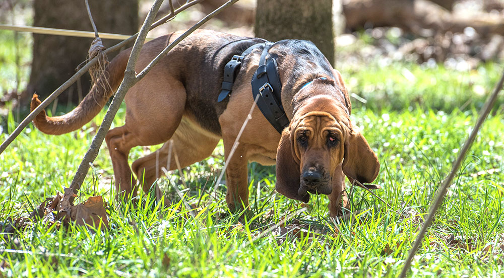 Image of Bloodhound dog tracking