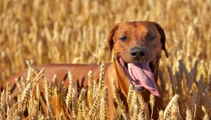 grain-free dog food