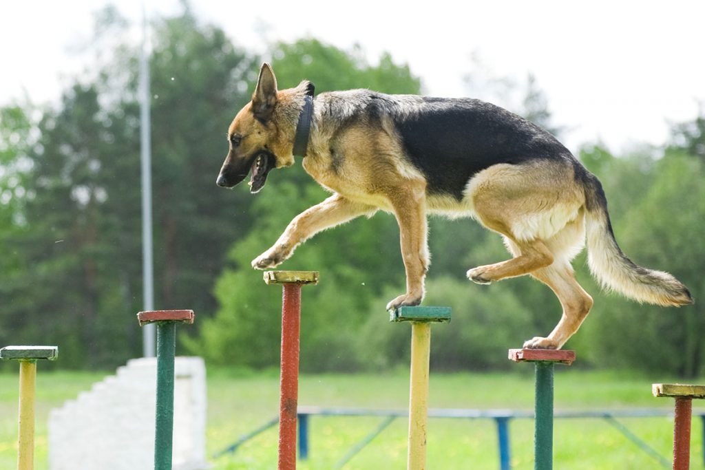 German Shepherd Dog