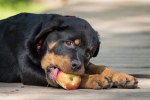 Rottweiler Puppy Image