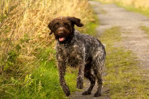 Korthals Griffon HPR dog Image