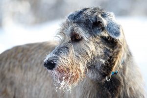 irish wolfhound dog