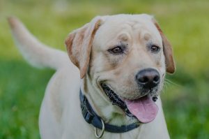 close-up image of labrador dog