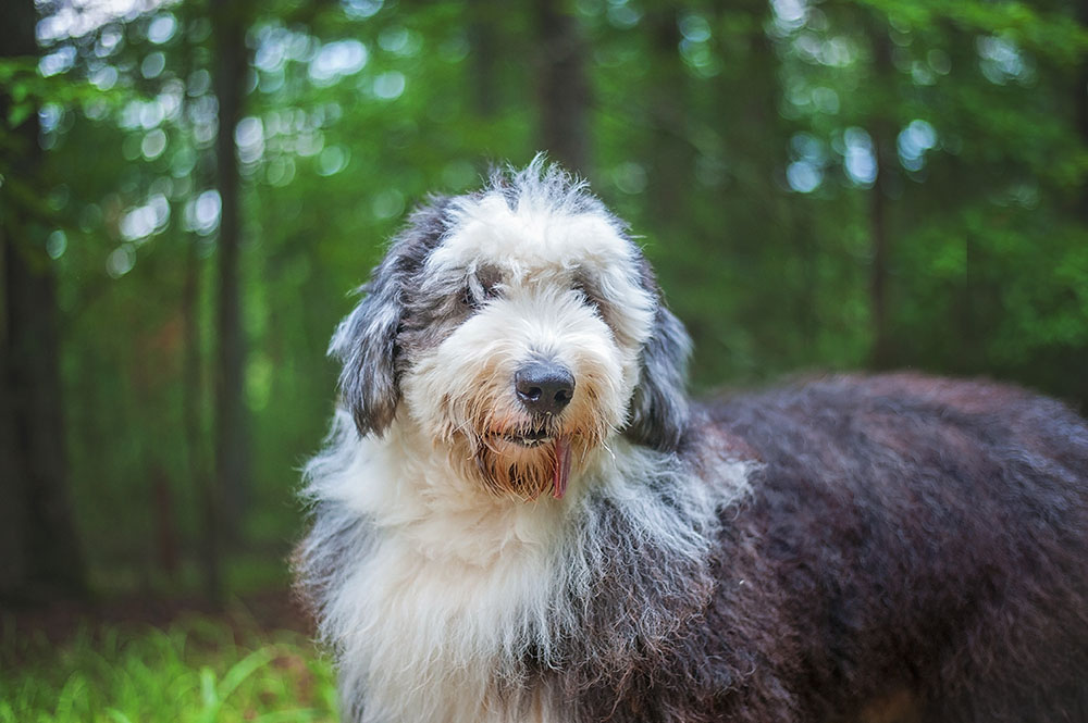 Old english sheepdog sales working