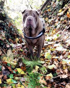 Shar Pei image courtesy of Ruth Neil.