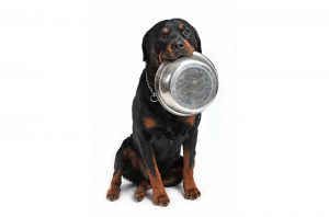 Specialist Dog Foods Image