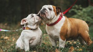 bulldog adult and puppy