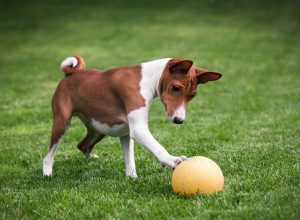 Basenji Breed Guide Image