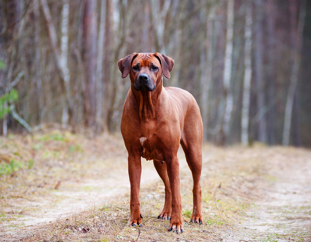 red wheaten ridgeback