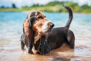 basset hound image