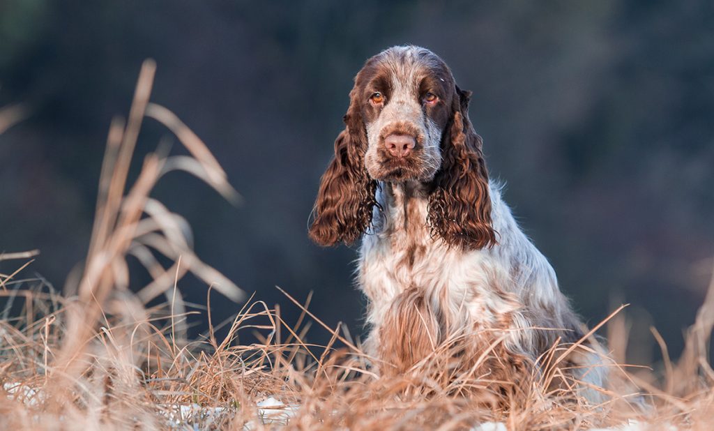 English Cocker Spaniel Image