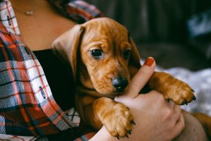 image of dachshund puppy