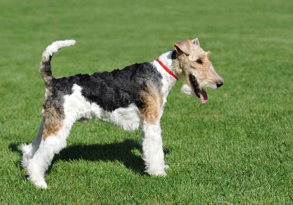 wire haired fox terrier image