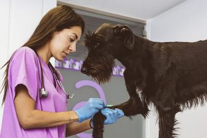 dog at vets for treatment