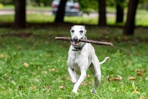 Whippet in Park