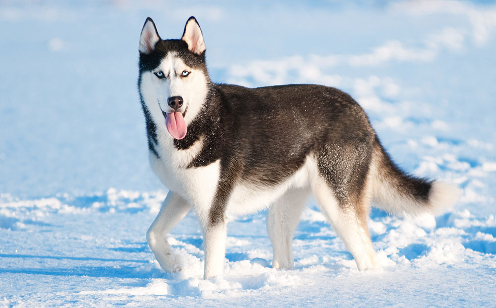 Breed Profile Siberian Husky  Gilbertson and Page Dog 