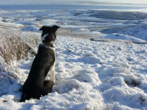 Search and rescue dogs - Sam viewing Teesdale