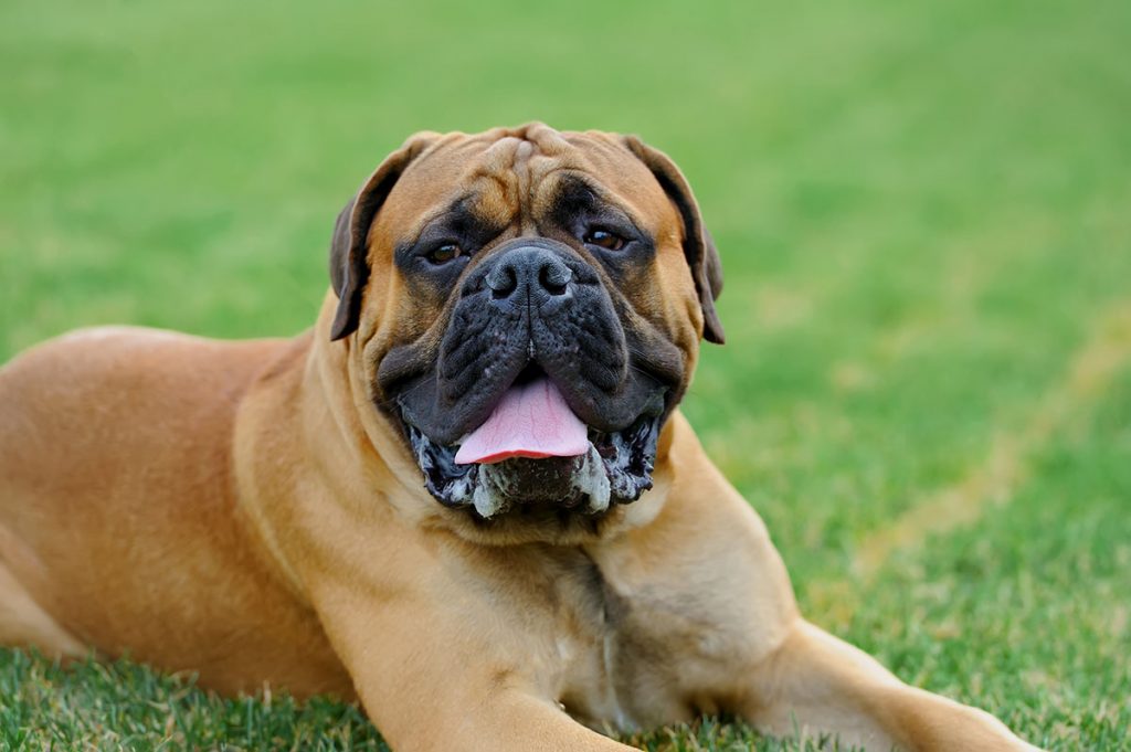 english mastiff dog image