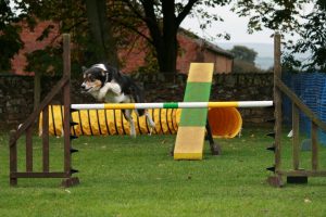 Search and Rescue Dog Sam having fun at agility