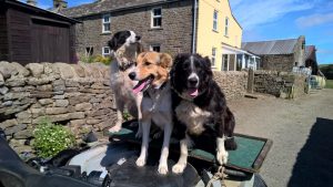 Weardale Sheepdogs