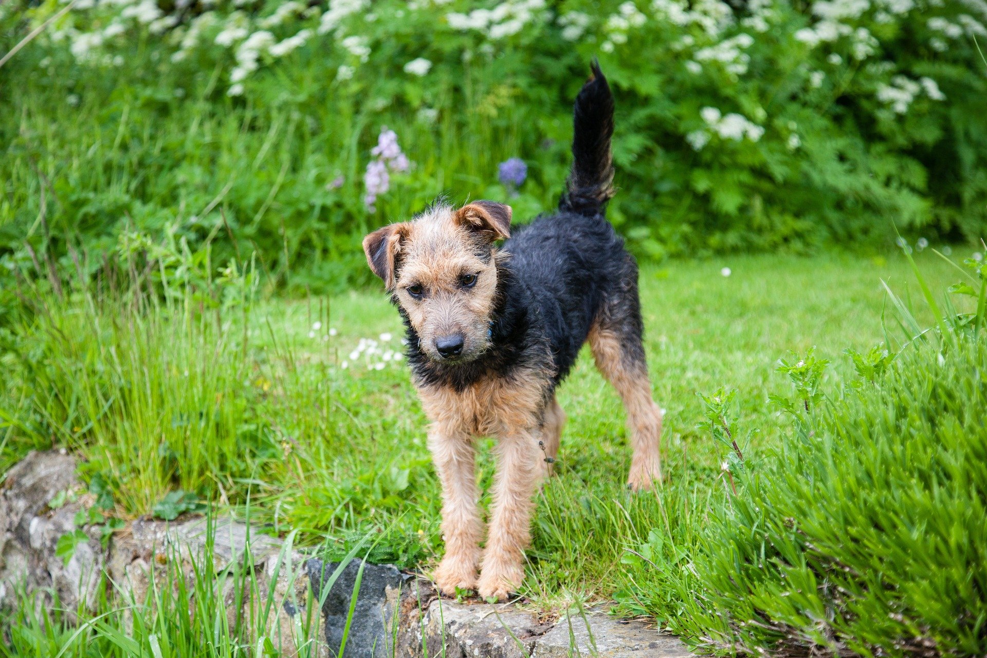 lakeland terrier coat