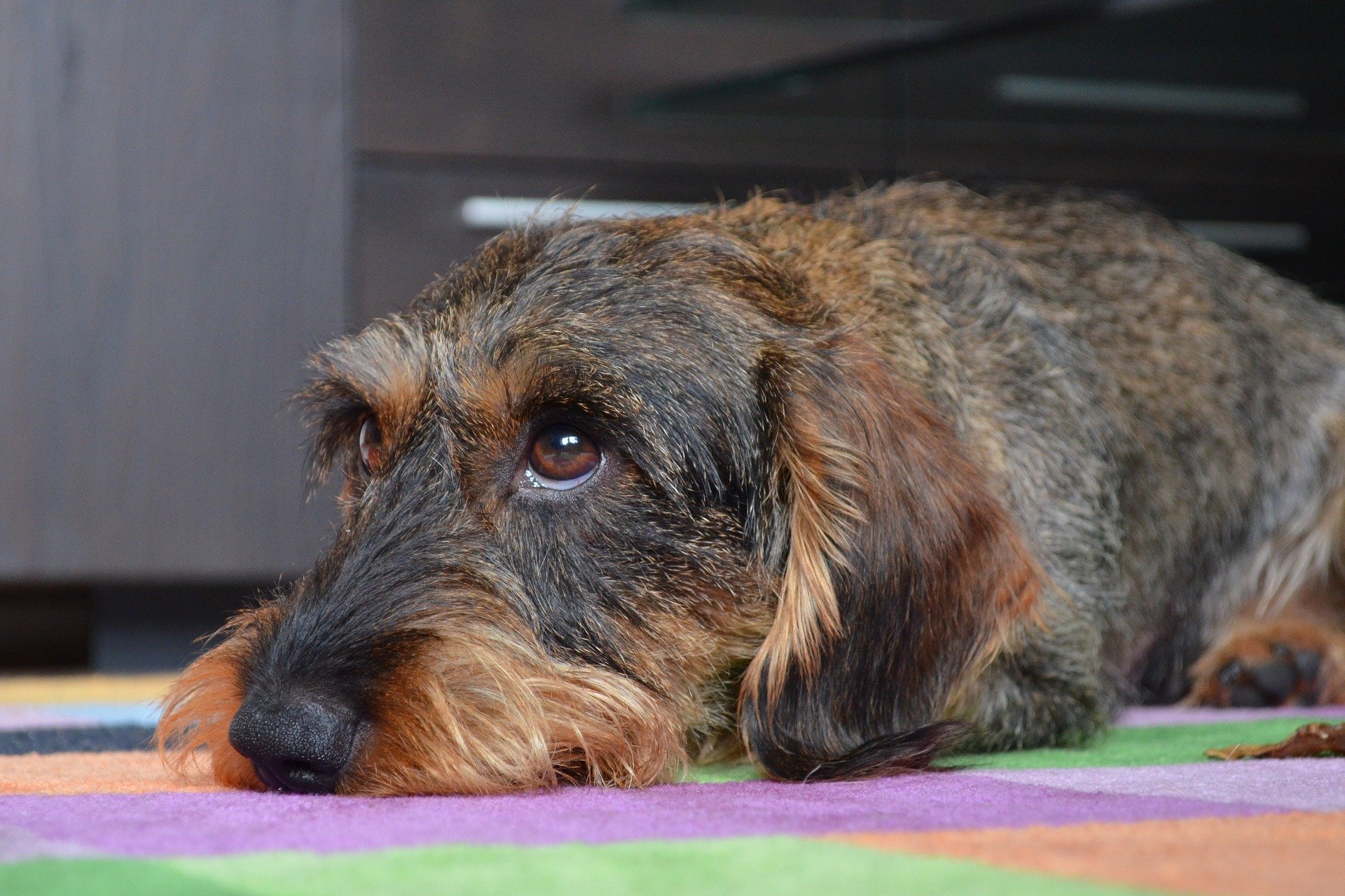 Dachshund crufts sales
