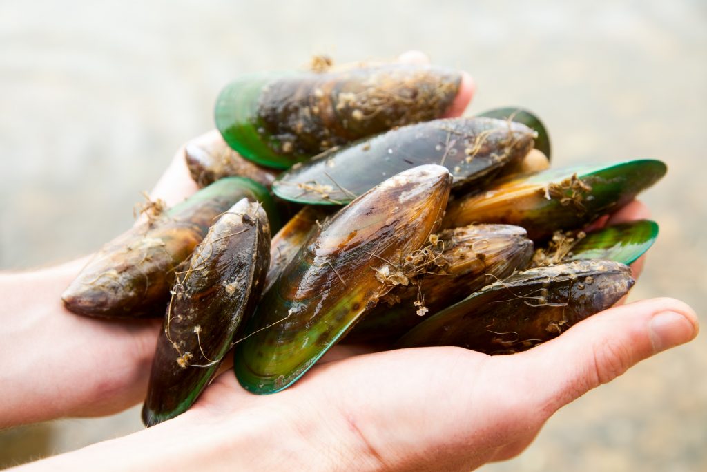 New-Zealand-green-mussels-1024x683.jpg